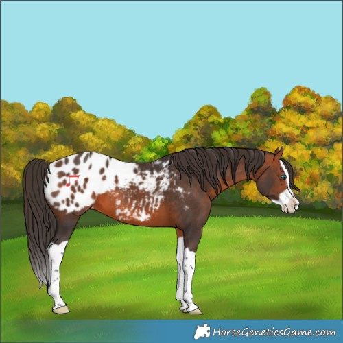 Horse Color:Bay Splash Blanket 