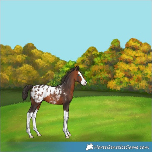 Horse Color:Bay Splash Appaloosa 