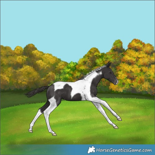 Horse Color:Smoky Black Tobiano Appaloosa 