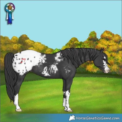 Horse Color:Black Appaloosa