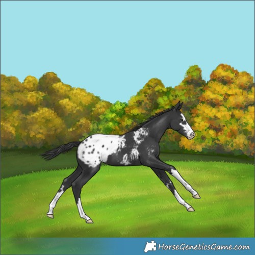 Horse Color:Black Appaloosa 