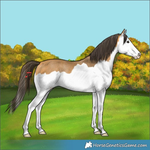 Horse Color:Buckskin Splash Rabicano