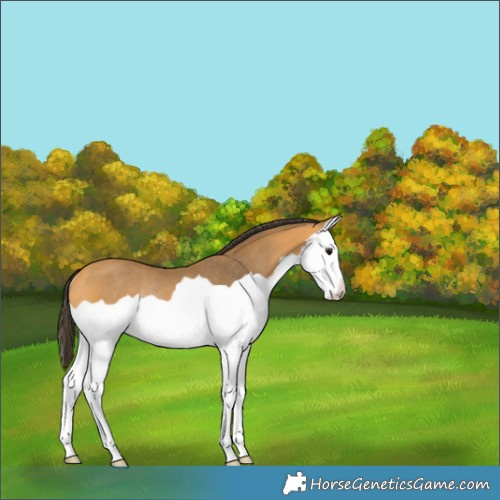 Horse Color:Buckskin Splash Rabicano 