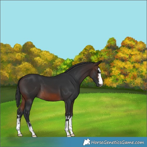 Horse Color:Brown 