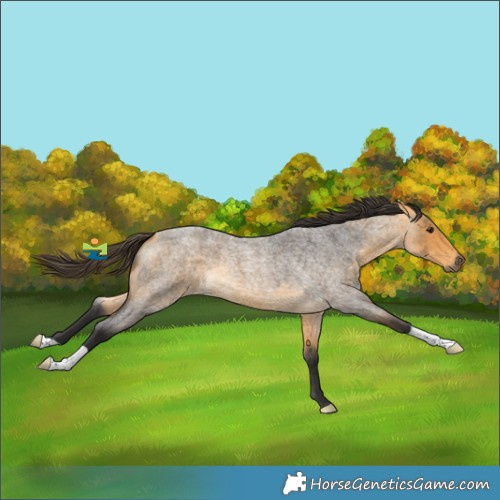 Horse Color:Buckskin Roan 
