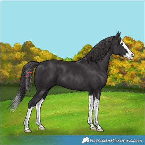 Horse Color:Smoky Black Splash