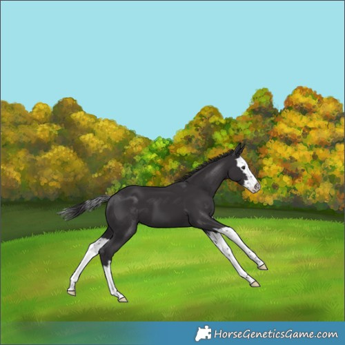 Horse Color:Smoky Black Splash 