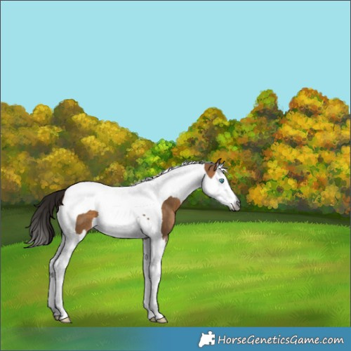 Horse Color:Gray Bay Dun Splash Tobiano