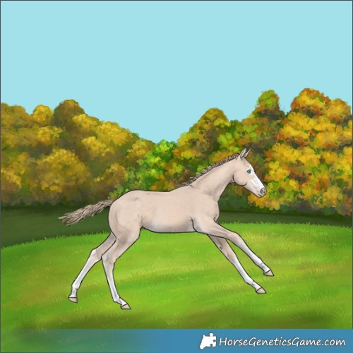 Horse Color:Perlino 