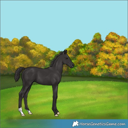 Horse Color:Smoky Black 