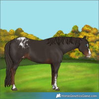 Horse Color:Liver Chestnut Sabino Splash Blanket  and Liver Chestnut Sabino Splash Blanket 