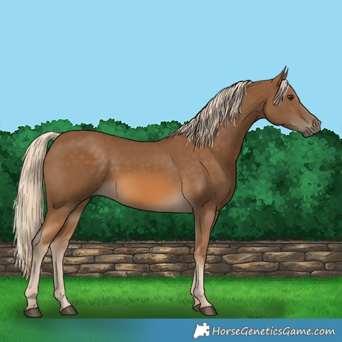 Horse Color:Chocolate Palomino 