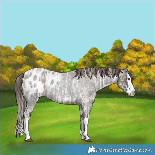 Horse Color:White Spotted Chocolate Palomino Sabino Splash Blanket  and Liver Red Roan Sabino Splash Blanket 
