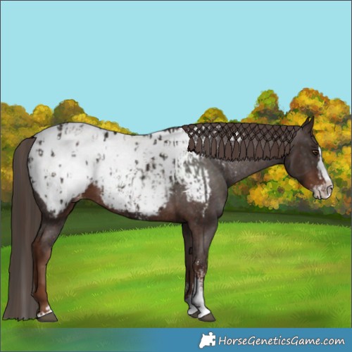 Horse Color:Liver Chestnut Sabino Splash Blanket and Liver Chestnut Sabino Splash Snowcap