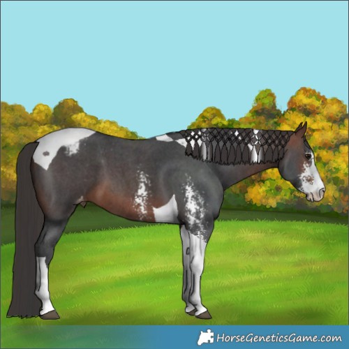 Horse Color:Brown Sabino Tobiano Varnish
