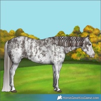 Horse Color:Liver Chestnut Sabino Splash Appaloosa and Liver Chestnut Sabino Splash Appaloosa