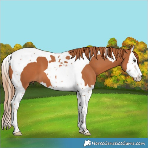 Horse Color:Chestnut Splash Tobiano