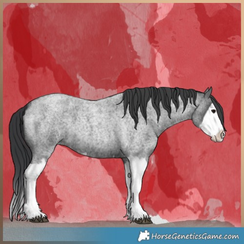 Horse Color:Blue Roan Splash 