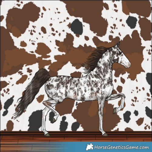 Horse Color:Liver Chestnut Sabino Splash Leopard  and Liver Chestnut Sabino Splash Leopard 