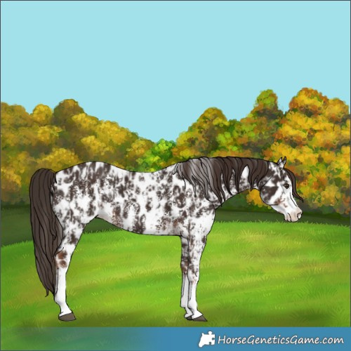 Horse Color:Liver Chestnut Sabino Splash Appaloosa  and Liver Chestnut Sabino Splash Appaloosa 