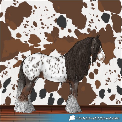 Horse Color:Liver Chestnut Sabino Splash Near Leopard  and Liver Chestnut Sabino Splash Frame Near Leopard 