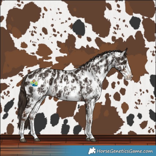 Horse Color:Liver Chestnut Sabino Splash Near Leopard  and Liver Chestnut Sabino Splash Near Leopard 