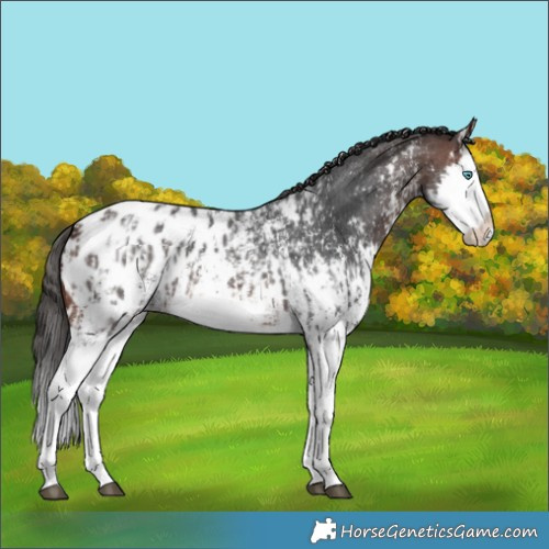 Horse Color:Brown Sabino Splash Appaloosa and Brown Sabino Splash Appaloosa