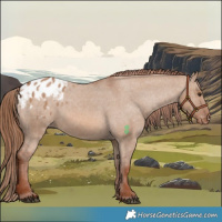 Horse Color:Red Dun Appaloosa