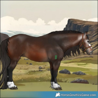 Horse Color:Gray Bay