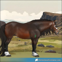 Horse Color:Gray Bay 