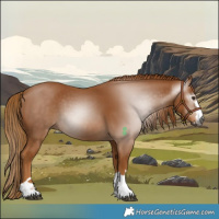 Horse Color:Gray Chestnut