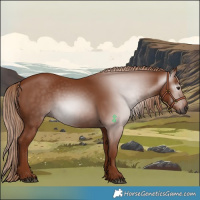 Horse Color:Gray Chestnut