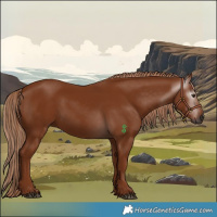 Horse Color:Gray Chestnut 
