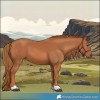 Horse Color:Chestnut 