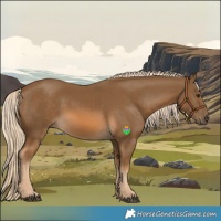 Horse Color:Chocolate Palomino