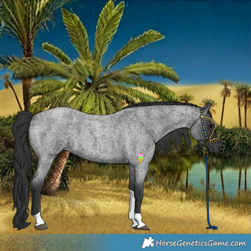 Horse Color:Blue Roan Tobiano Rabicano
