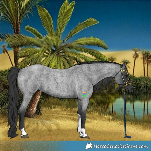 Horse Color:Blue Roan Tobiano Rabicano 