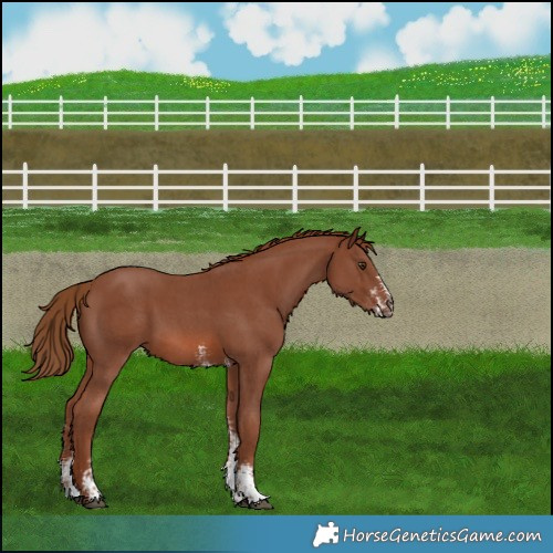Horse Color:Chestnut Sabino 