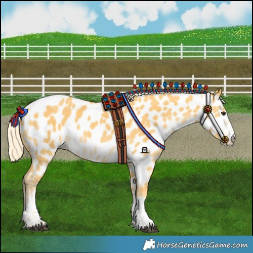 Horse Color:Palomino Near Leopard Rabicano 
