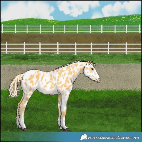 Horse Color:Palomino Appaloosa Rabicano 