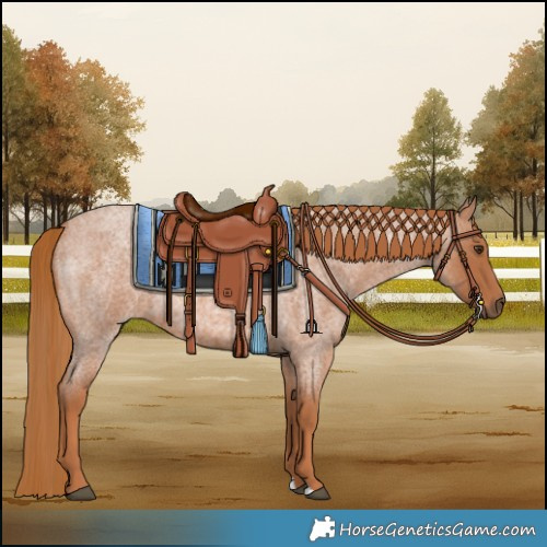 Horse Color:Red Roan Rabicano