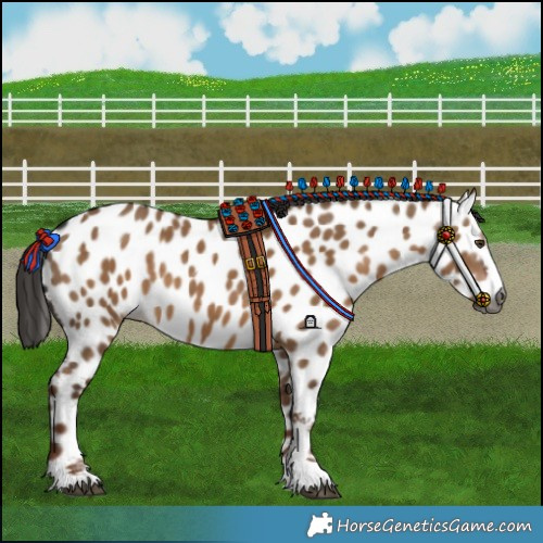 Horse Color:Gray Liver Red Dun Near Leopard 