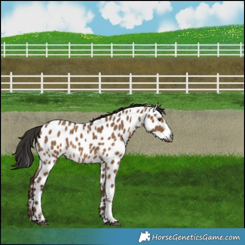 Horse Color:Gray Liver Red Dun Appaloosa 