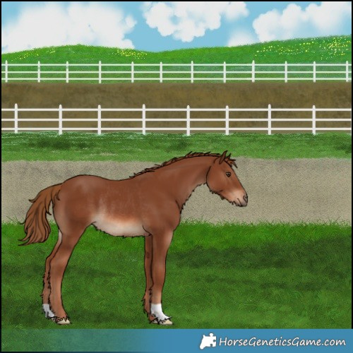 Horse Color:Chestnut Rabicano 