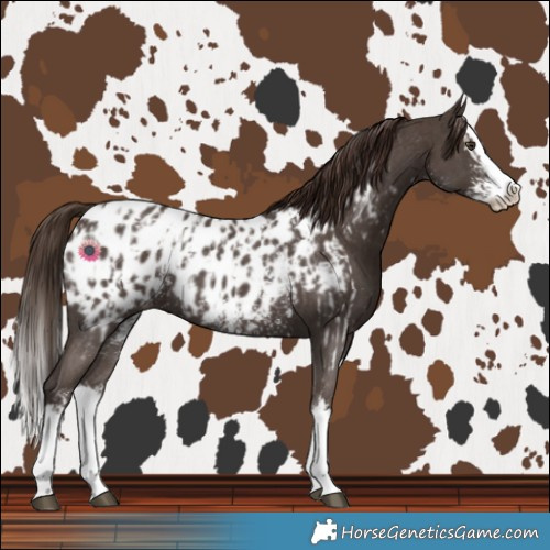 Horse Color:Liver Chestnut Sabino Splash Near Leopard and Liver Chestnut Sabino Splash Near Leopard