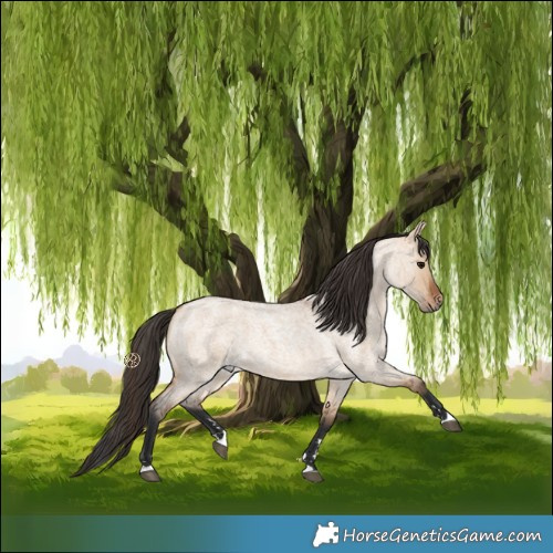 Horse Color:Bay Roan Dun 