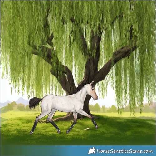 Horse Color:Bay Roan Dun 