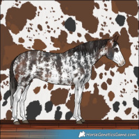 Horse Color:Liver Chestnut Sabino Splash Varnish and Bay Sabino Splash Varnish