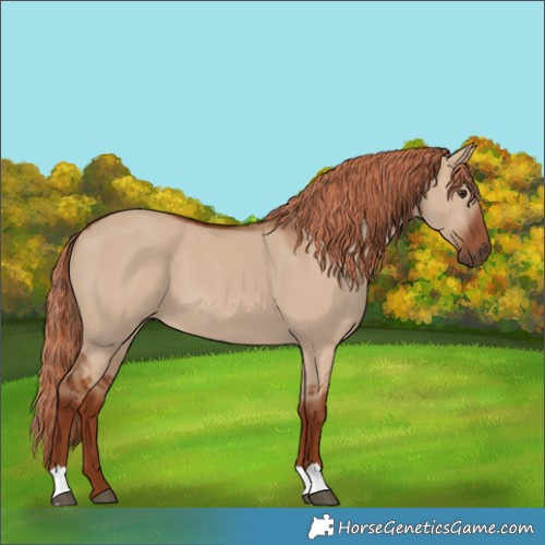 Horse Color:Red Dun 