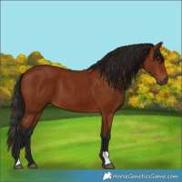 Horse Color:Gray Bay